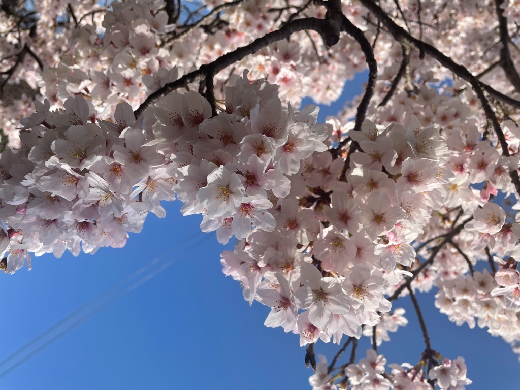 桜満開🌸2022年春
